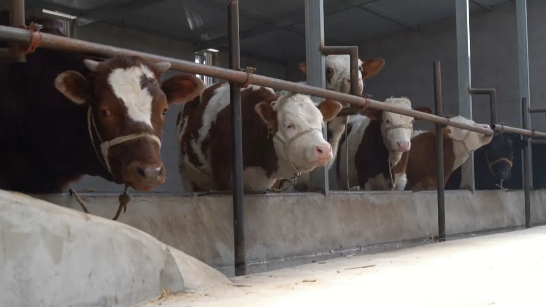 抓牛鼻子，破解嫉妒心理的智慧之道