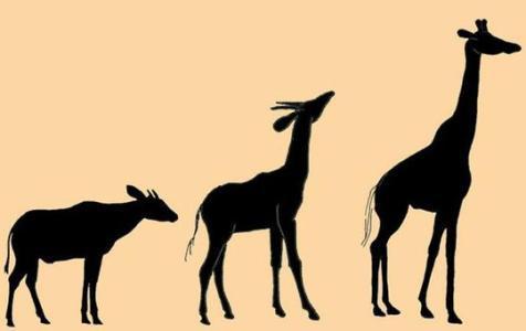 俯仰之间打一动物:精准解答落实 俯仰之间打一动物:精准解答落实