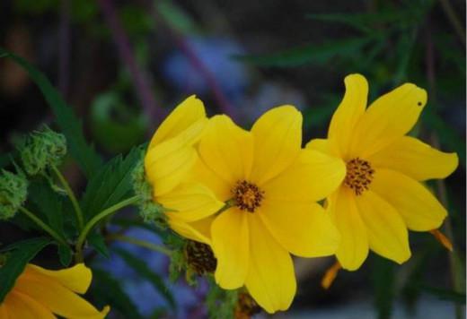 明日黄花,生肖之谜与关注解释的落实 明日黄花,生肖之谜与关注解释的落实