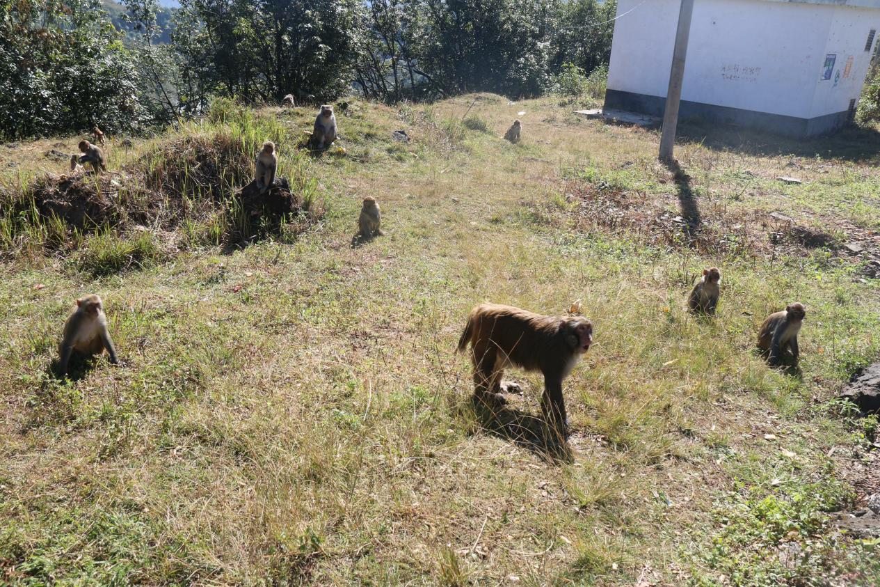 丢眉丢眼的意思、绝佳解释落实