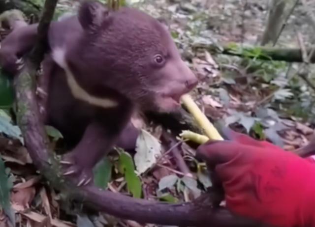 惹火上身指什么生肖、通用解释落实