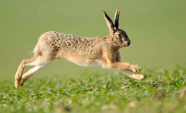 奔跑起来快如飞是什么生肖动物、愉快解释落实 奔跑起来快如飞是什么生肖动物、愉快解释落实