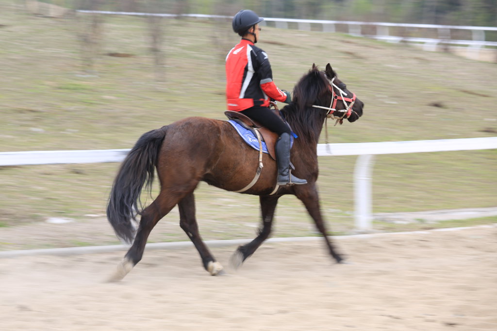 四蹄生风,速度与力量的完美诠释 四蹄生风,速度与力量的完美诠释
