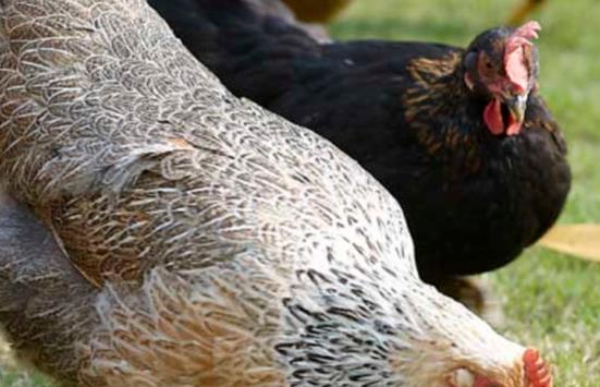 7000只活鸡暴死,养鸡场背后的理想与现实 7000只活鸡暴死,养鸡场背后的理想与现实