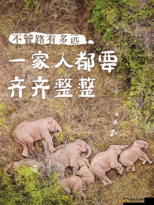 方寸大乱打一动物、值得作答落实解释 方寸大乱打一动物、值得作答落实解释