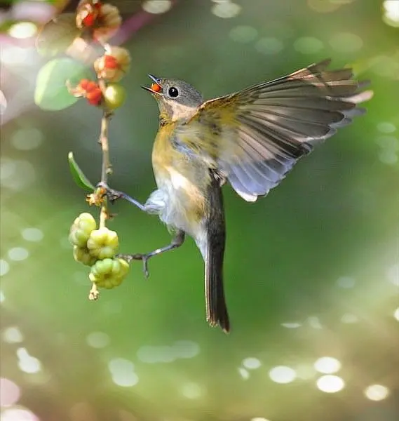 草长莺飞最佳动物是什么、精选解释落实 草长莺飞最佳动物是什么、精选解释落实