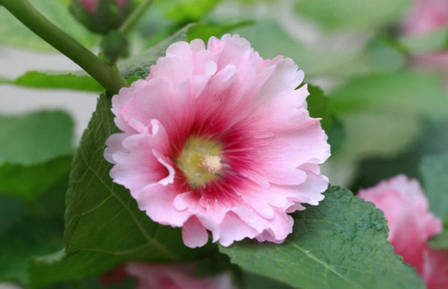 重见天日指什么生肖、解析作答落实解释 重见天日指什么生肖、解析作答落实解释