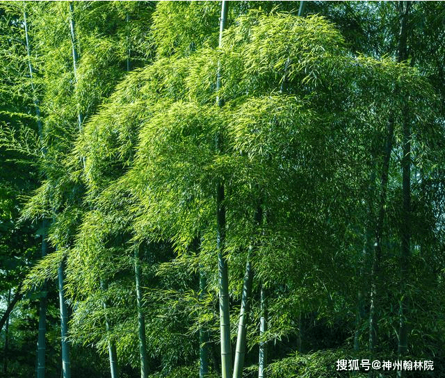 竹影婆娑间的小山与生肖之谜—探寻竹绿绿背后的文化与自然韵律