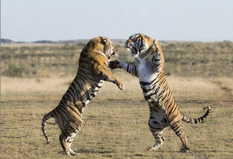 摇首顿足打一动物,谜语中的智慧与文化 摇首顿足打一动物,谜语中的智慧与文化