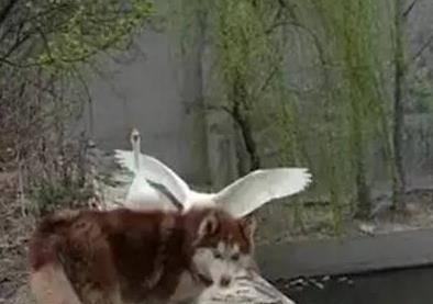 抱头鼠窜打一个生肖、激励解释落实