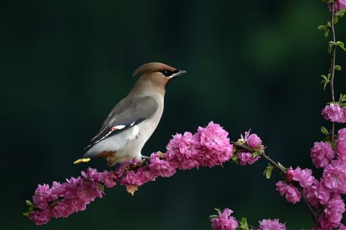 鸟语花香最准确的生肖、非凡解释落实 鸟语花香最准确的生肖、非凡解释落实