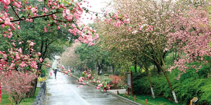 四季花香醉太平,生肖之谜的经典解释与文化落实 四季花香醉太平,生肖之谜的经典解释与文化落实