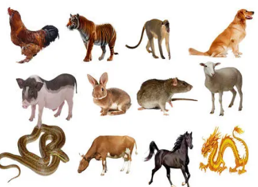 大智大勇与全面解释落实，生肖鼠的智慧与勇气