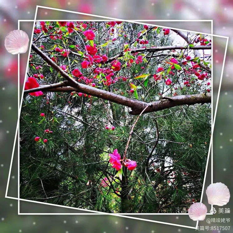 花开回春又一年,生肖之谜的愉快解答 花开回春又一年,生肖之谜的愉快解答