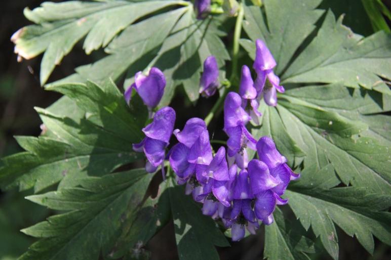 马角乌头,探寻生肖之谜与科学解释的融合 马角乌头,探寻生肖之谜与科学解释的融合