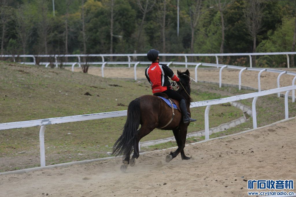 四蹄生风,速度与力量的完美诠释 四蹄生风,速度与力量的完美诠释
