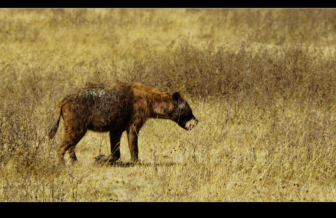 劈天盖地打一动物:全面揭晓解释落实 劈天盖地打一动物:全面揭晓解释落实