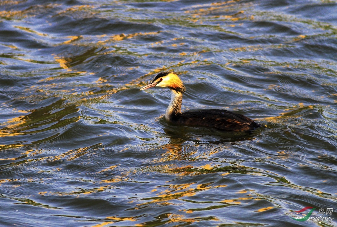 碧波荡漾打一最佳动物、专家作答落实解释 碧波荡漾打一最佳动物、专家作答落实解释