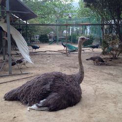 缺斤短两打一动物:最快解答落实