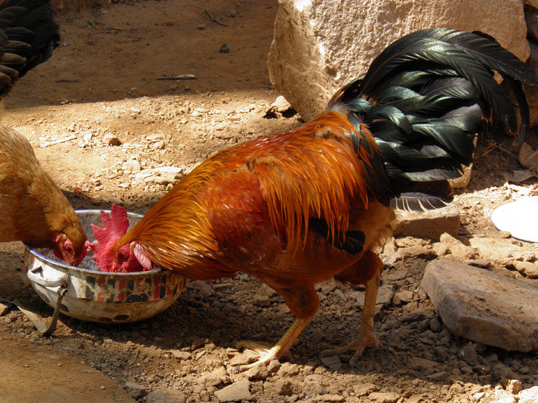 7000只活鸡暴死，养鸡场背后的理想与现实