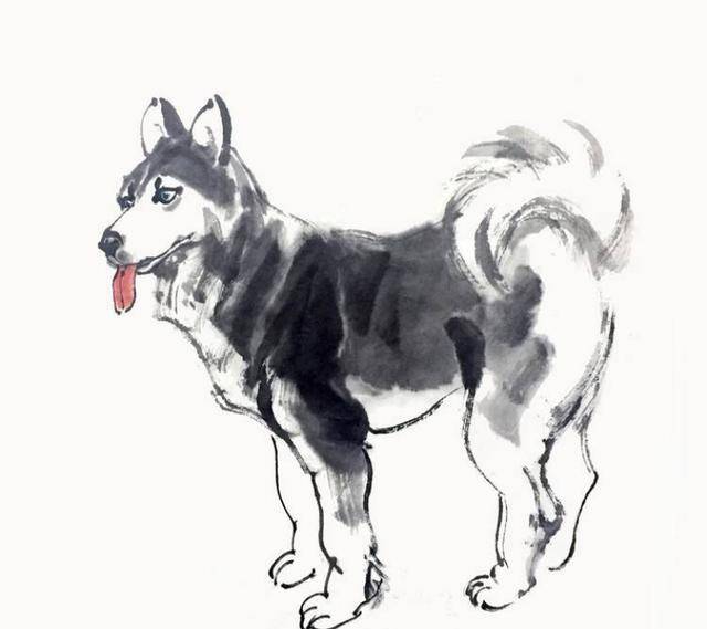 家中宠物是什么生肖、新型作答落实解释