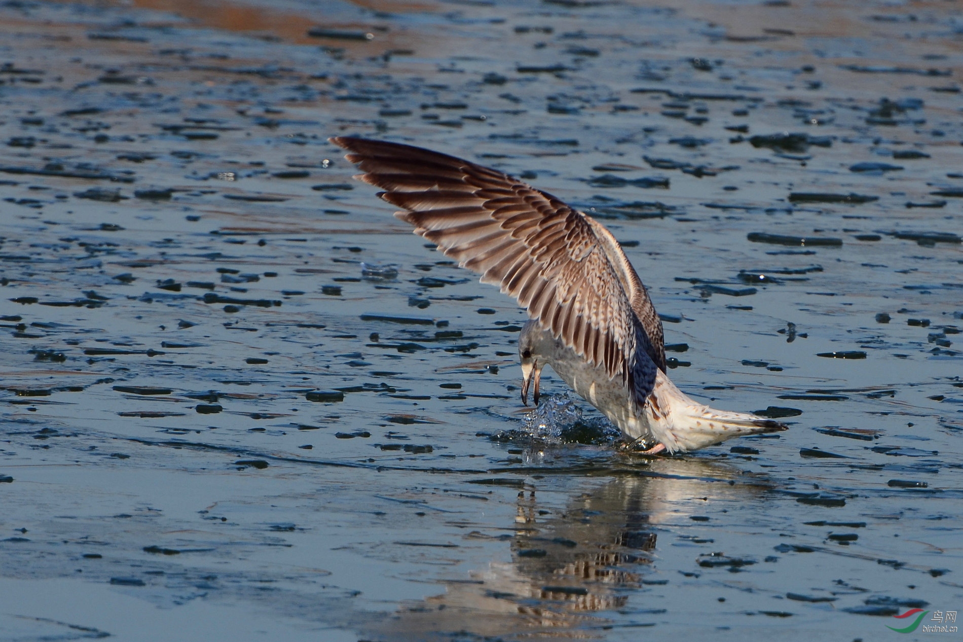 战战兢兢,生肖背后的文化与心理解析 战战兢兢,生肖背后的文化与心理解析