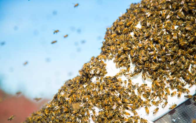 蜂拥而起是什么生肖:答案全面解释落实