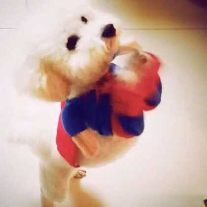 鸡零狗碎，揭秘背后的生肖寓意与正确生活态度