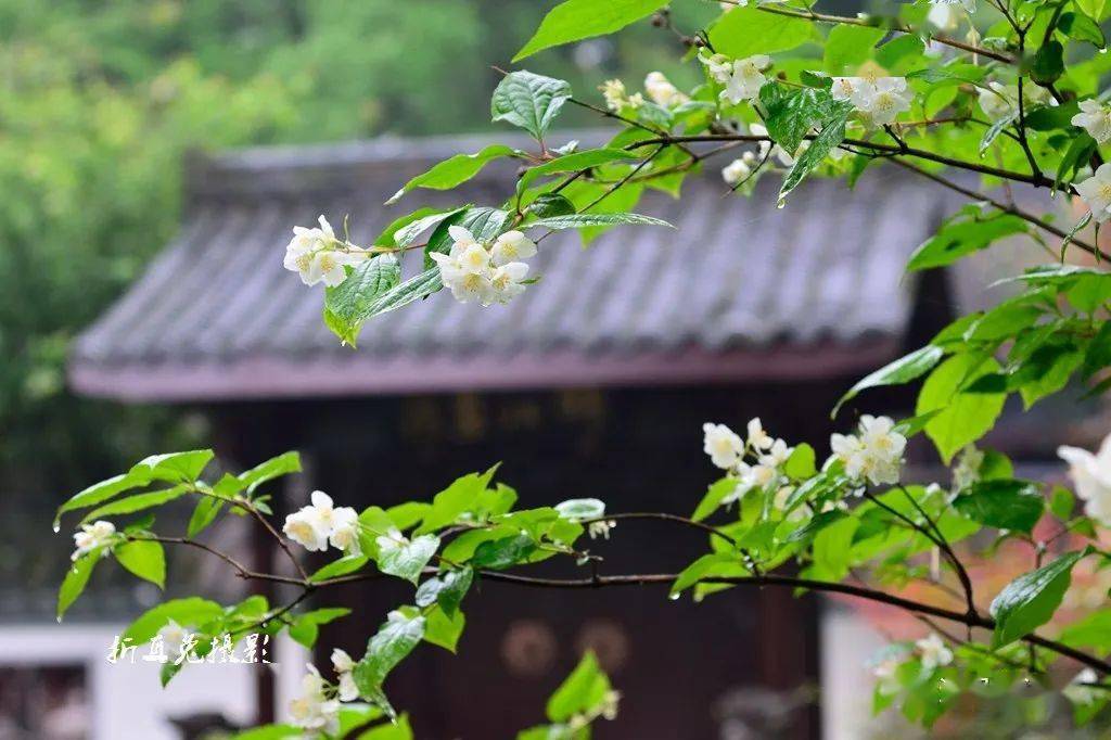四季花香醉太平,生肖之谜的经典解释与文化落实 四季花香醉太平,生肖之谜的经典解释与文化落实