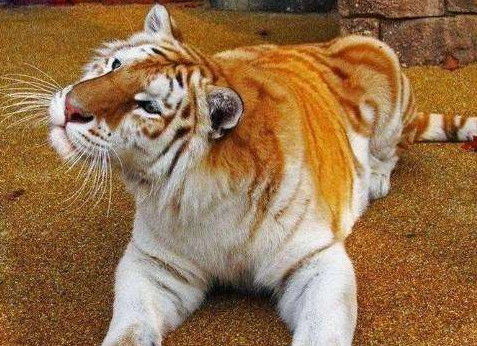 身强力壮是什么生肖、相信作答落实解释