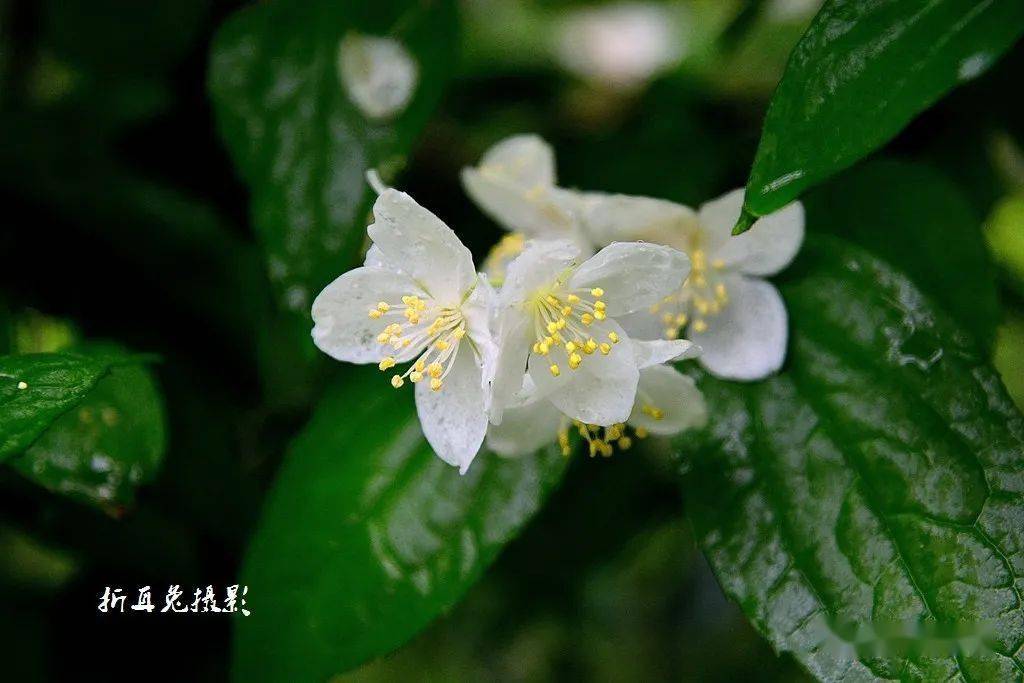 四季花香醉太平，生肖之谜的经典解释与文化落实