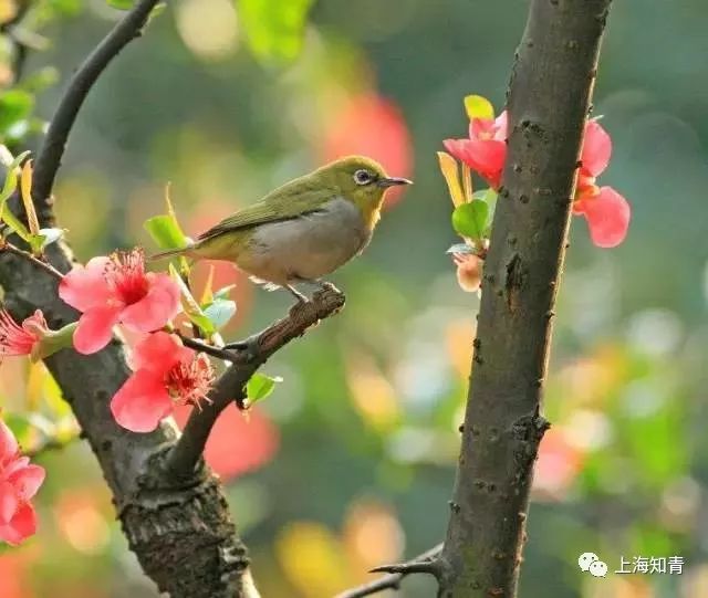 鸟语花香最准确的生肖、非凡解释落实 鸟语花香最准确的生肖、非凡解释落实