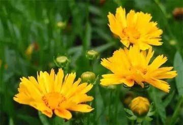 揭秘明日黄花背后的生肖谜题,谜底即将揭晓 揭秘明日黄花背后的生肖谜题,谜底即将揭晓