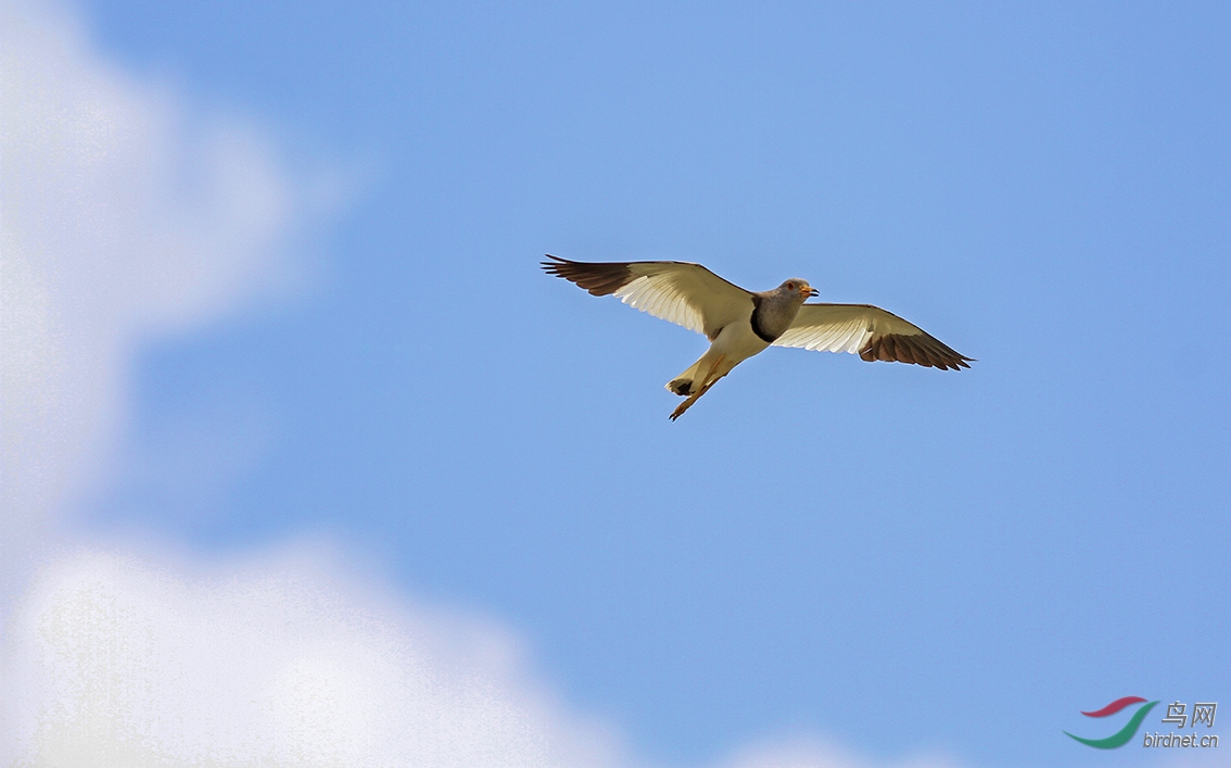 蓝天白云鸟儿飞打一正确生肖、值得解释落实 蓝天白云鸟儿飞打一正确生肖、值得解释落实
