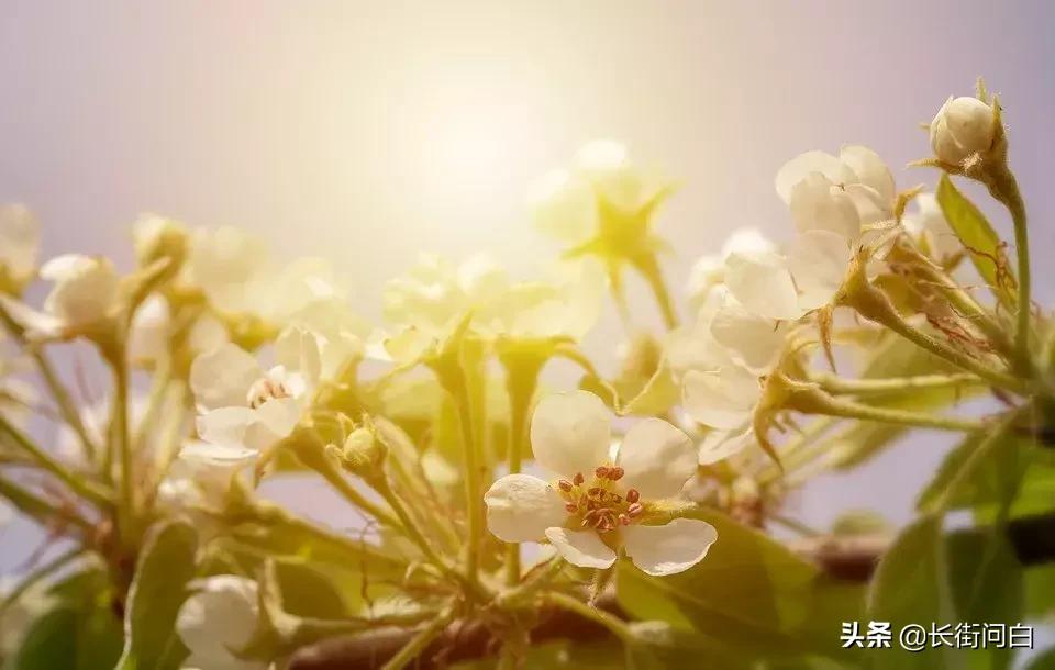隐隐飞桥隔野烟指什么生肖、讨论解释落实 隐隐飞桥隔野烟指什么生肖、讨论解释落实