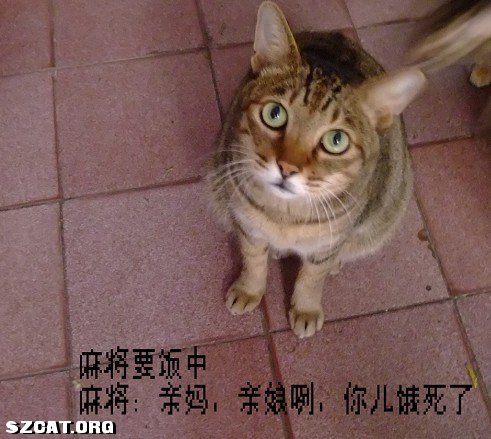 鸡零狗碎,揭秘背后的生肖寓意与正确生活态度 鸡零狗碎,揭秘背后的生肖寓意与正确生活态度