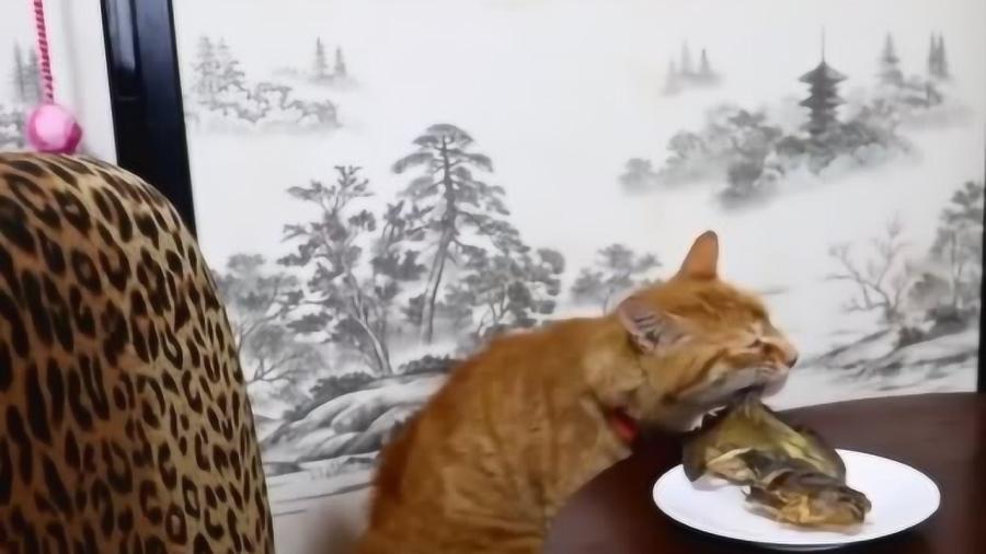 明目张胆打一动物、通用解释落实 明目张胆打一动物、通用解释落实