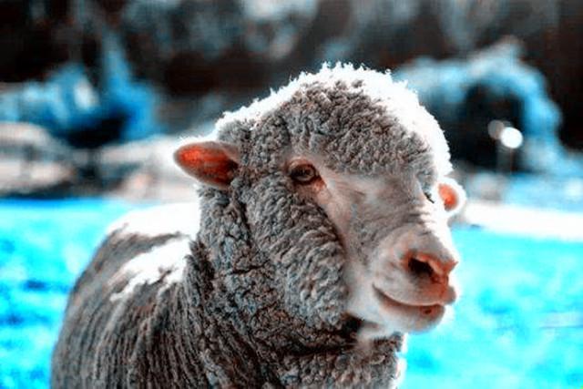 创新解读三八送礼中四千的生肖寓意与现代应用