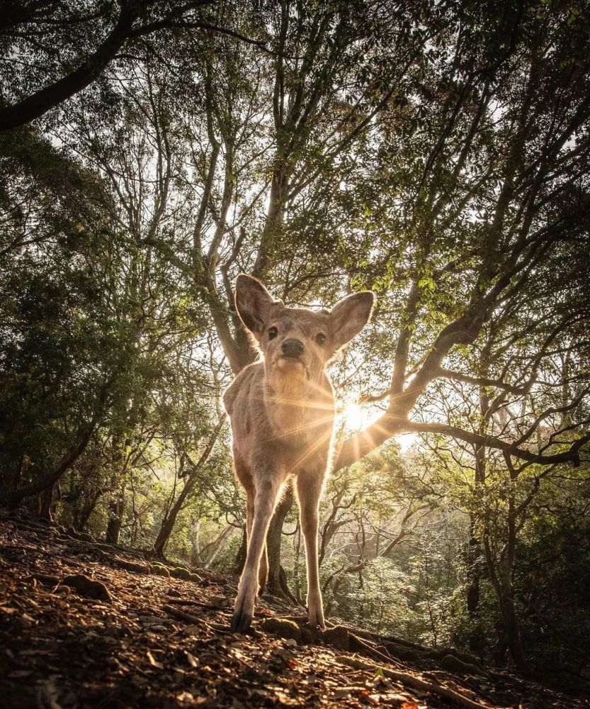 林深见鹿是什么生肖:经典解释作答落实 林深见鹿是什么生肖:经典解释作答落实