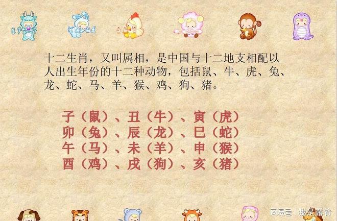 如鱼得水，生肖之谜的全面解析与文化解读