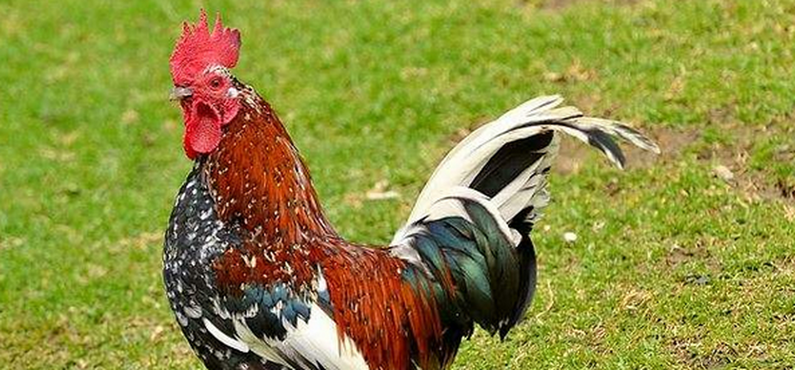 司晨报晓的动物—生肖之谜的积极解答与深入解释 司晨报晓的动物—生肖之谜的积极解答与深入解释