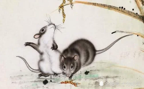 风调雨顺与生肖之谜，揭秘答案背后的文化寓意