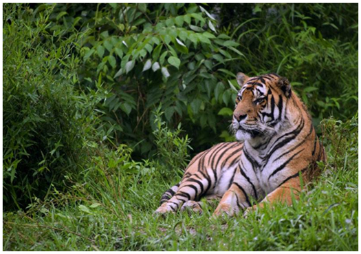 庙堂伟器是什么生肖动物:马上为你揭晓落实 庙堂伟器是什么生肖动物:马上为你揭晓落实