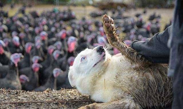 中国人养鸡的历史:精准解答落实 中国人养鸡的历史:精准解答落实