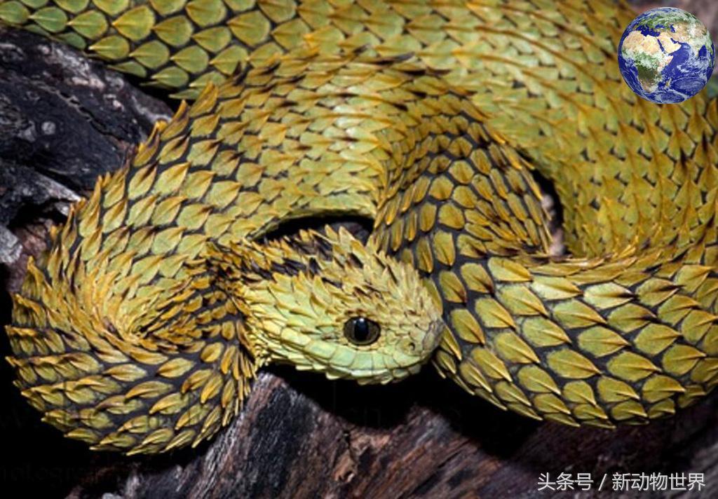 千丝万缕中的生肖奥秘与最新解释落实 千丝万缕中的生肖奥秘与最新解释落实