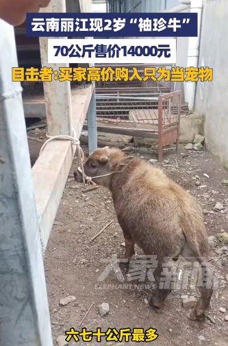 缺斤短两打一动物:最快解答落实 缺斤短两打一动物:最快解答落实