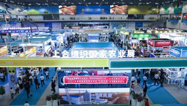 山东西王与生肖之谜，一场文化与智慧的碰撞