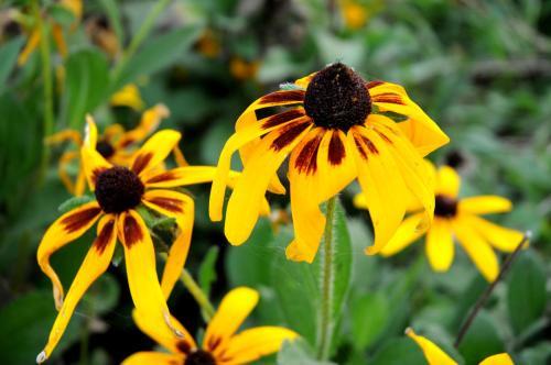 明日黄花,生肖之谜与关注解释的落实 明日黄花,生肖之谜与关注解释的落实