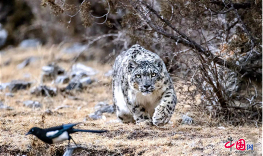 减灶之计代表什么动物:全面揭晓解释落实 减灶之计代表什么动物:全面揭晓解释落实