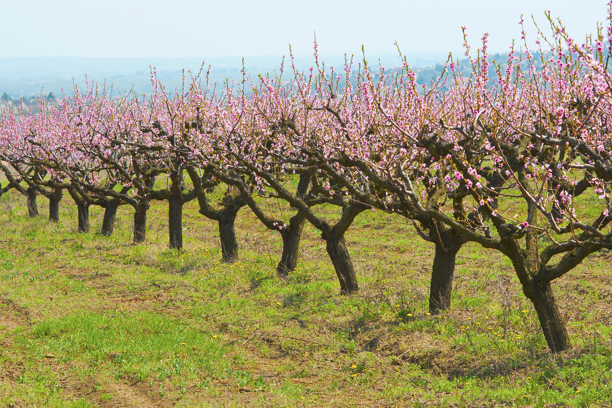 桃树的资料、对决解释落实